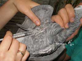 Подкожная инъекция крупной птице - как делать подкожный укол попугаю